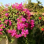 Yasemin (adults Only) Πανσιόν 3*